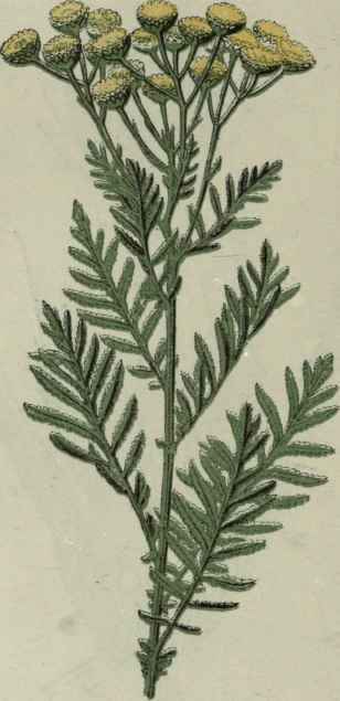 Tansy.