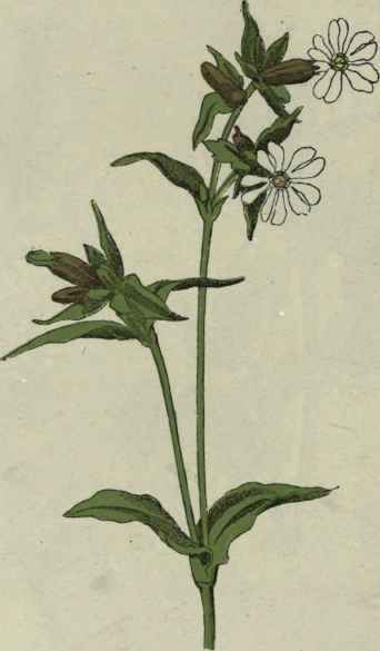 White Campion.