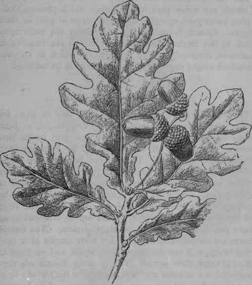 White Oak.