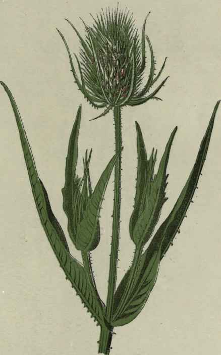 Wild Teasel.