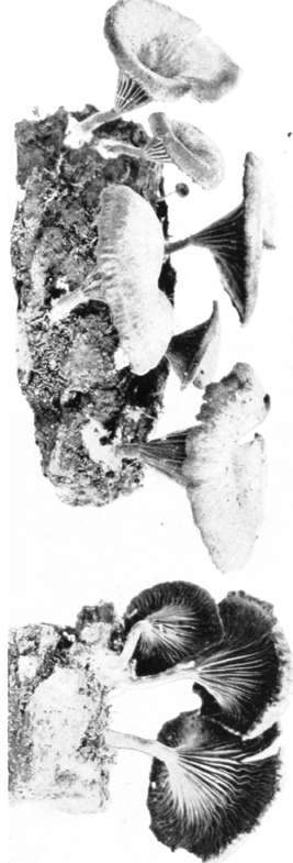 Figure 104. Omphalia epichysium