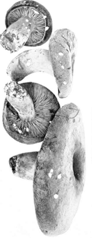 Figure 118. Lactarius corrugis