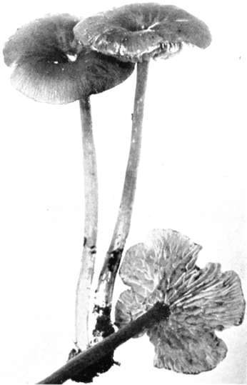 Figure 143. Eccilia polita