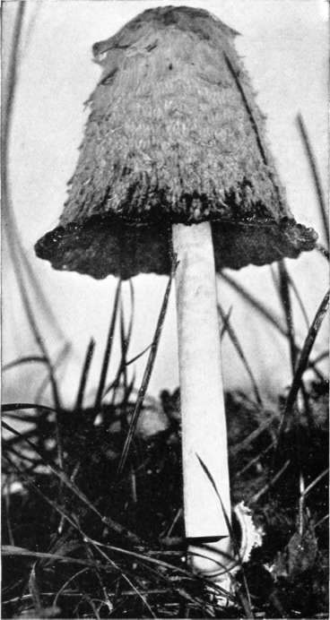 Figure 36. Coprinus comatus, early stages of deliquescence; the ring is lying on the sod (natural size)