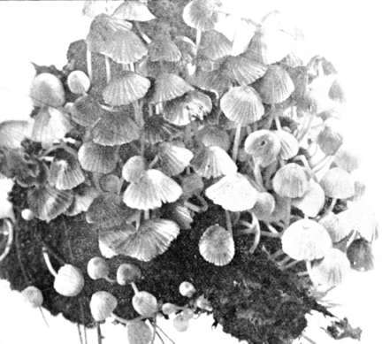 Figure 49. Psathyrella disseminata (natural size), caps whitish grayish, or grayish brown