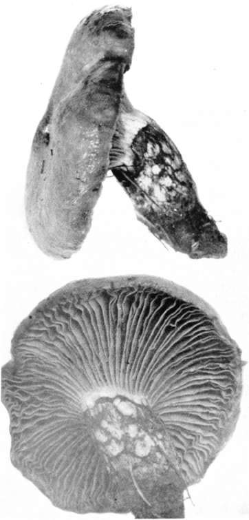 Figure 50. Gomphidius nigricans