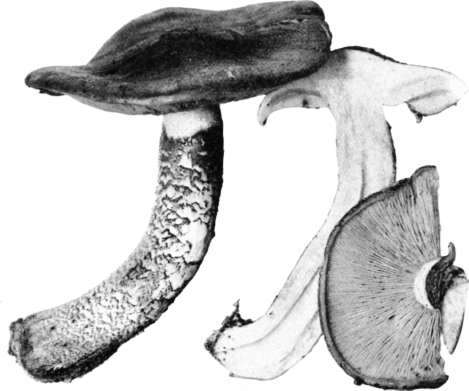 Figure 86. Armillaria aurantia Schaeff