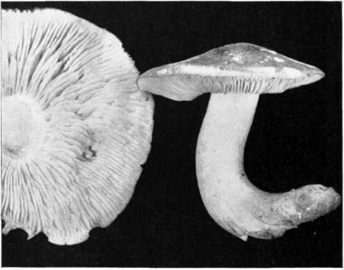 Figure 89   Tricholoma sejunctum