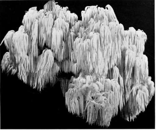 Hydnum coralloides