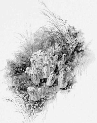 A Dinner For A Family