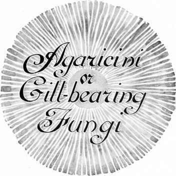 Agarics or Gill bearing Fungi 18