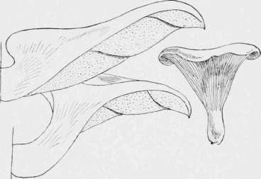 Agaricus Ostreatus   Variations in Form