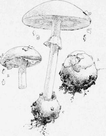 Amanita Phalloides