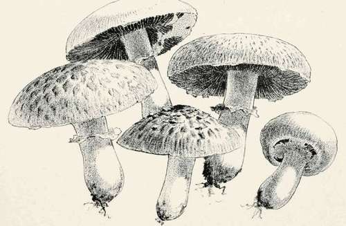 Plate VI.   Variations In Agaricus Campestr1s