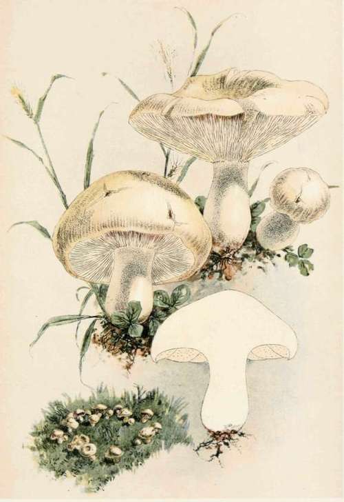 Plate VII. Agaricus Gambosus