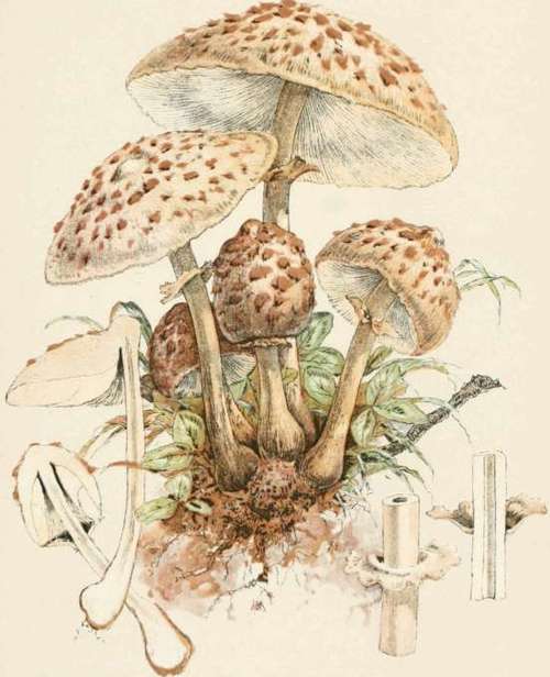 Plate X. Agaricus Procerus