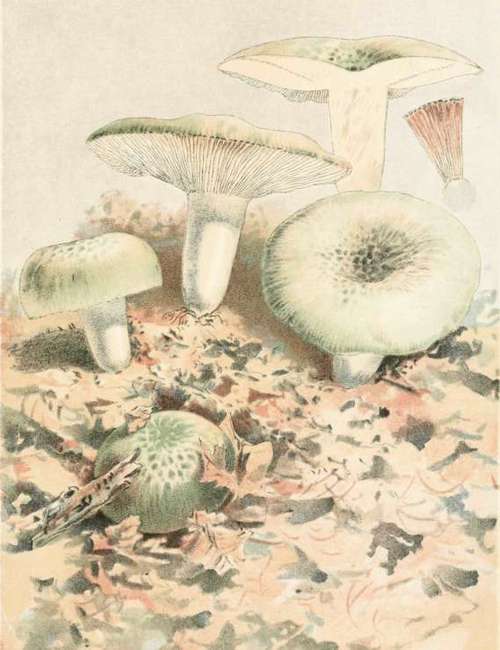 Plate XI. Rus5ula VlRescens