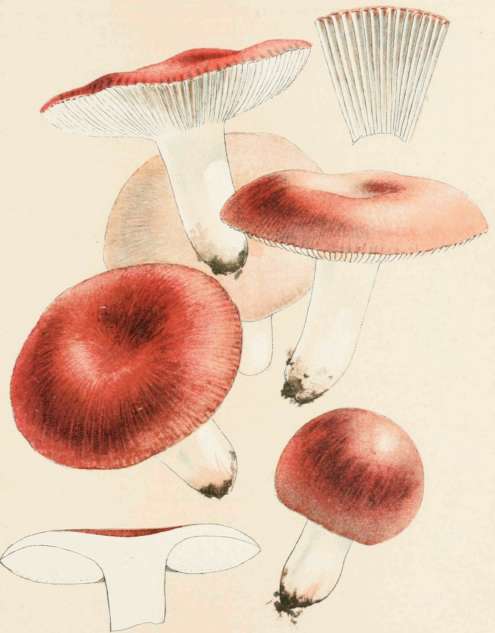 Plate XIII. Russula Emetica. (POISONOUS)