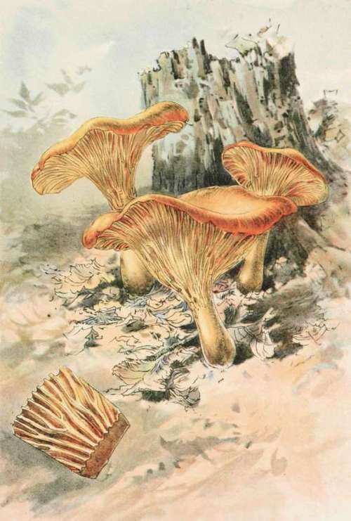 Plate XIX. Cantharellus Cibarius.
