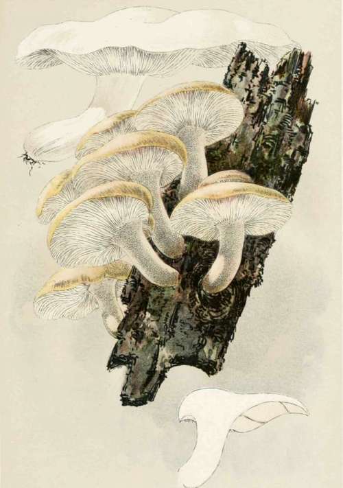 Plate XV. Agaricus Ulmarius.