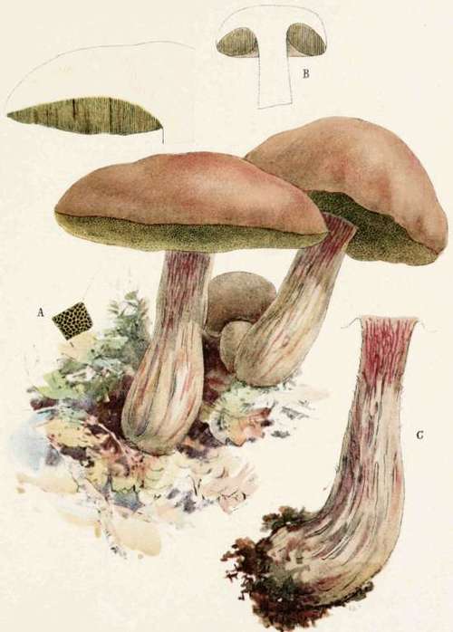 Plate XX Boletus Edulis.