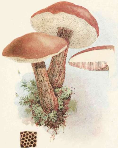 Plate XXI Boletus Scaber.