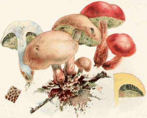 Plate XXII Boletus Subtomentosus. Boletus chrysenteron.