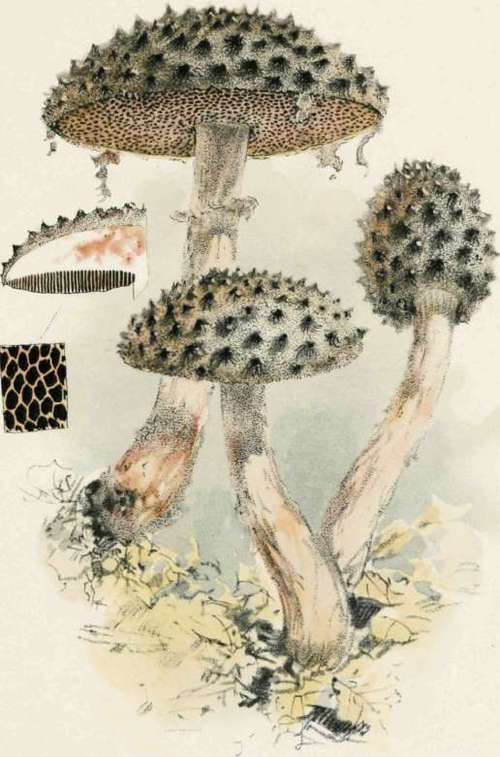 Plate XXIII The Cone Like Boletus