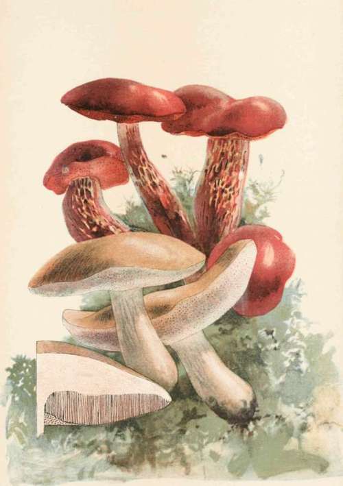 Plate XXIV Boletus Alveolatus. Boletus Felleus.