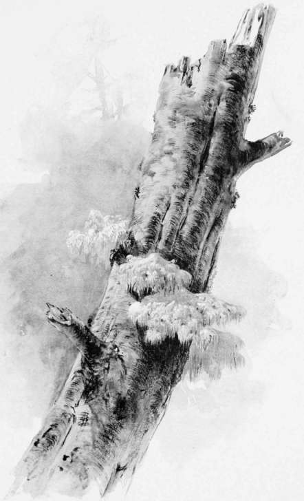 Plate XXIX.   Hydnum Caput Medusae