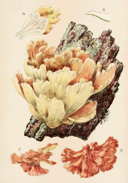 Plate XXVI Polyporus Sulphureus.