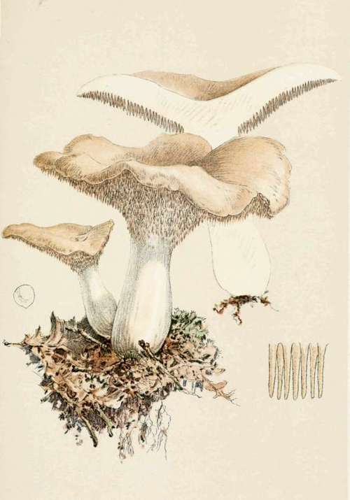 Plate XXVII Hydnum Repandum.