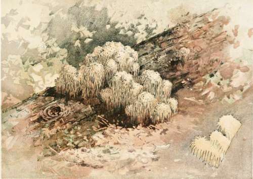 Plate XXVIII. Hydnum Caput Medusae.