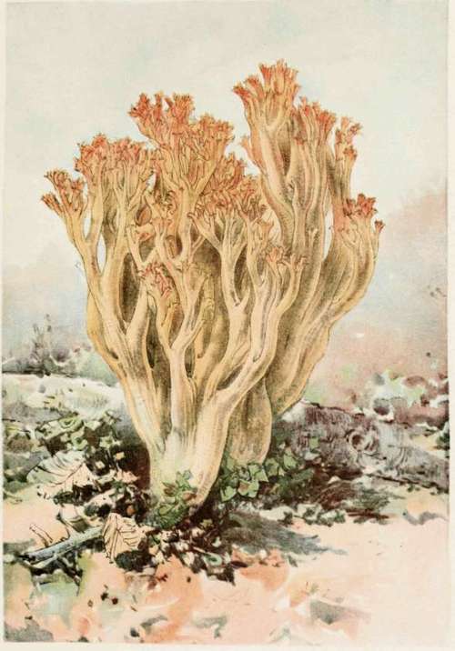 Plate XXX Clavaria Formosa.
