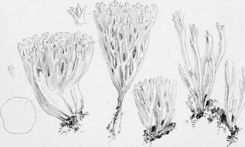 Plate XXXI.   VARIOUS FORMS OF CLAVARIA