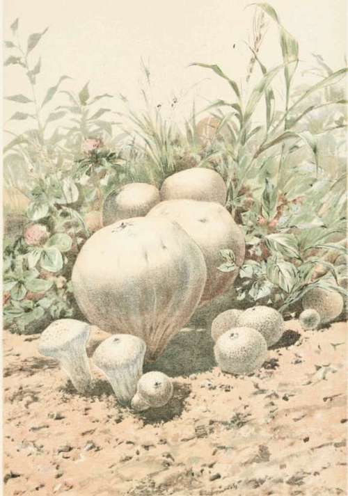 Plate XXXIV. Lycoperdon Giganteum. Lycoperdon Gemmatum. Lycoperdon Saccatum.
