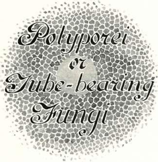 Polyporei or Tube bearing Fungi 48