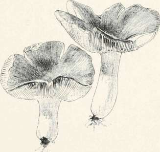 Russula Lepida   Contorted And Cracked Pileus