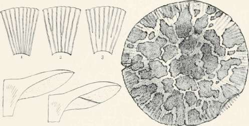 Russula Virescens (Showing mottled cap of occasional specimen, and variations in gills, i even; 2 forked; 3 dimidiate.)