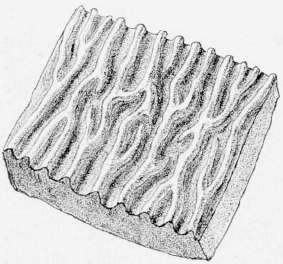 Section Of Chantarelle