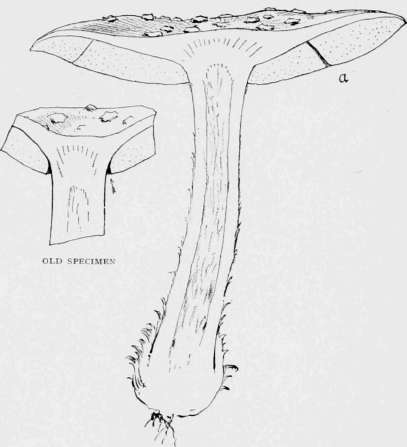Section Of Fly Amanita