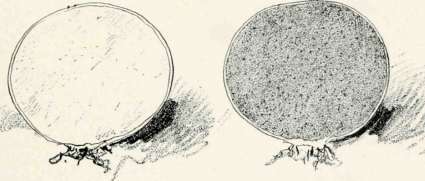 Section Of Puff Ball   Earlier and Later Stages