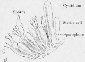 Spore Surface Magnified. Edible Agarics. Meadow Mushroom