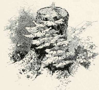 The Sulphurous Polyporus Polyporus Sulphureus 58