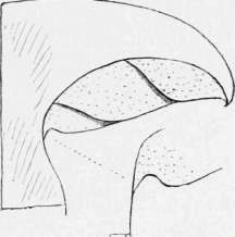 Toothed Gills