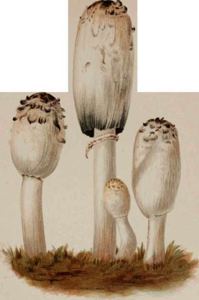 Coprinus Comatus, Or Shaggy Maned Mushroom