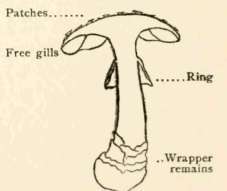 A. muscaria (See Plate III.)