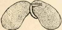 Bean seed open to show embryo