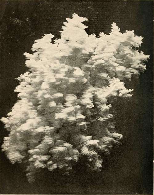 Coral Hydnum (Hydnum coralloides. Scop.). See p. 97