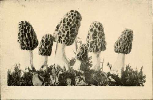 Delicious Morel (Edible) (Morckella deliciosa, Fr.)